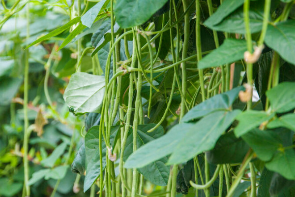 陽臺種植蔬菜的時間和方法步驟，陽臺如何種植蔬菜