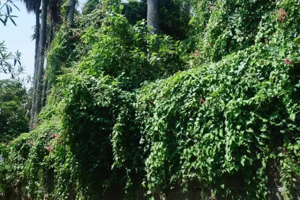 20種常見攀藤植物，攀藤的花有什么花