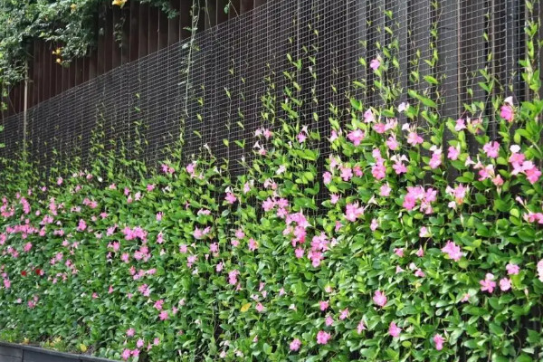 一年四季都開(kāi)花的爬藤植物，四季開(kāi)花的爬藤花卉有哪些