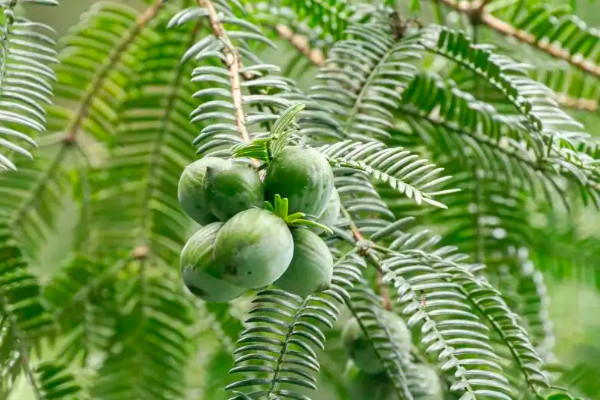 裸子植物有花和果實嗎