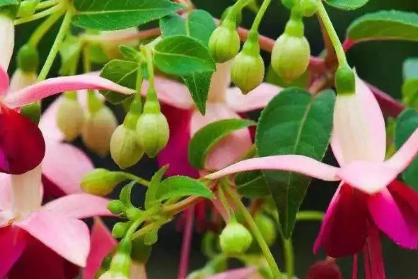 蔓性風鈴花的養殖方法和注意事項