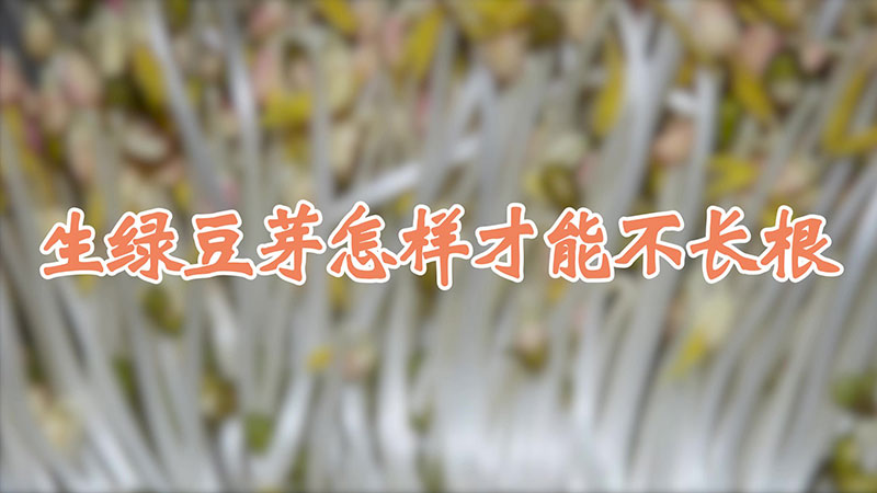 生綠豆芽怎樣才能不長根