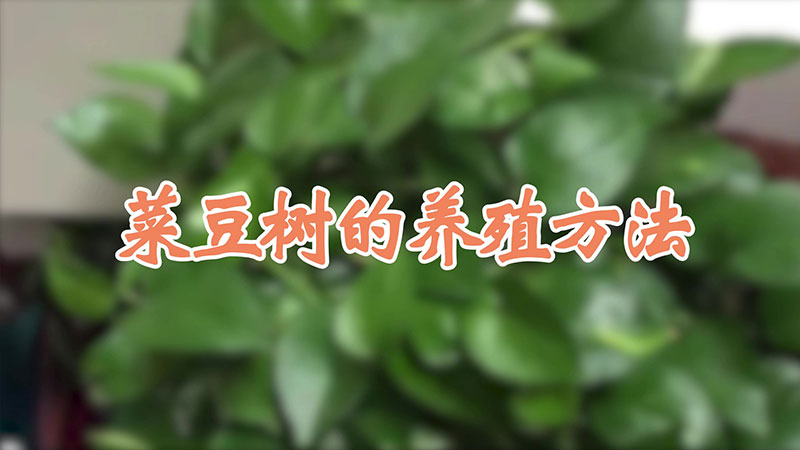 菜豆樹(shù)的養(yǎng)殖方法