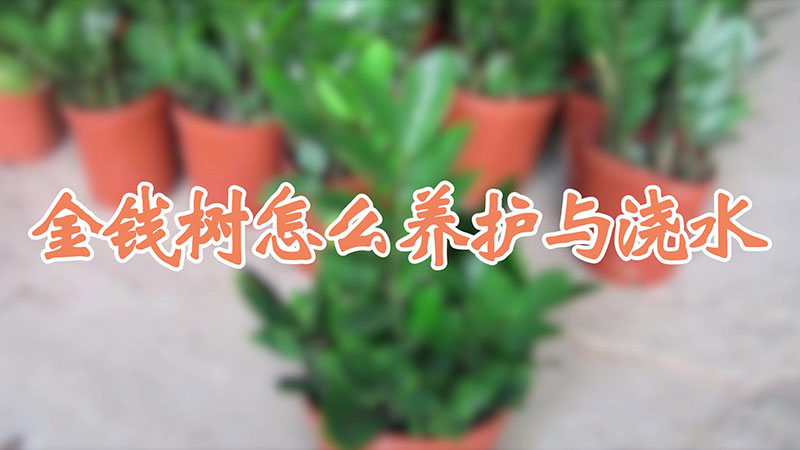 金錢樹怎么養(yǎng)護與澆水