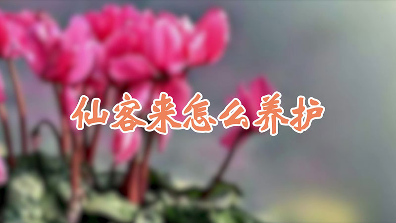 仙客來(lái)怎么養(yǎng)護(hù)