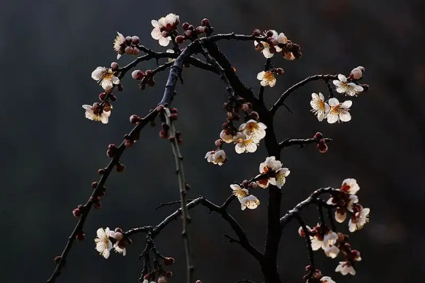 梅花枝怎么用水養