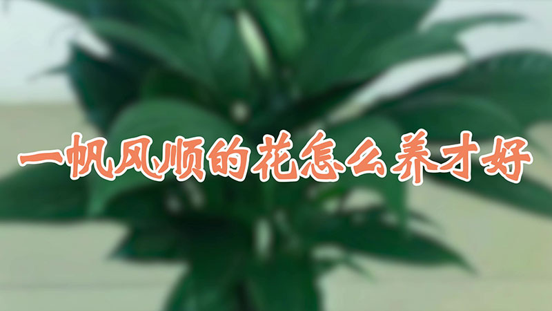 一帆風順的花怎么養(yǎng)才好