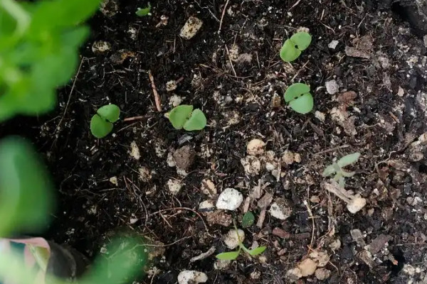 龍牙菜種植技術