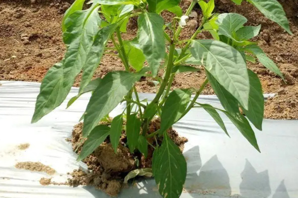 龍牙菜種植技術