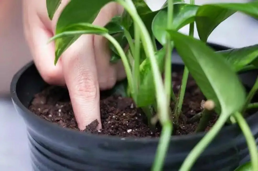 養花有小飛蟲怎么處理