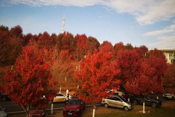 美國(guó)紅楓的養(yǎng)殖方法和注意事項(xiàng)