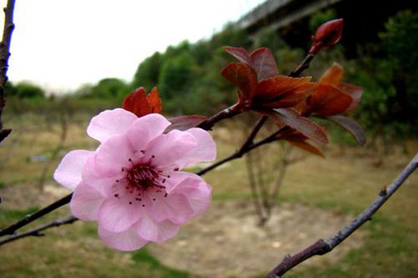 美人梅夏季養護方法