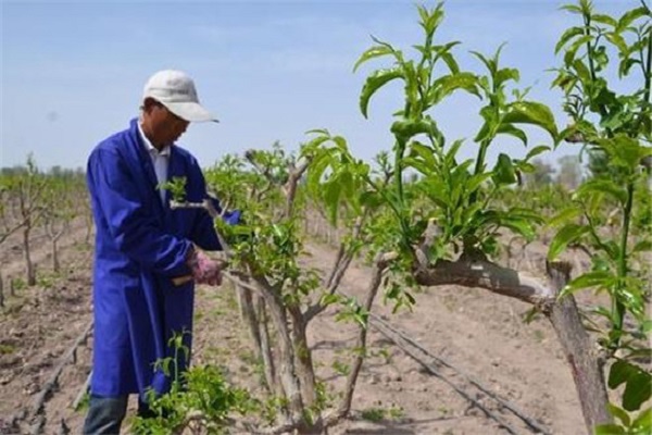 棗樹什么時(shí)候種植最好