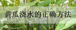 黃瓜幾天澆一次水 黃瓜生長期澆水注意事項(xiàng)