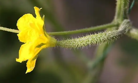 黃瓜開雄花后多久開雌花 黃瓜只開雄花怎么辦