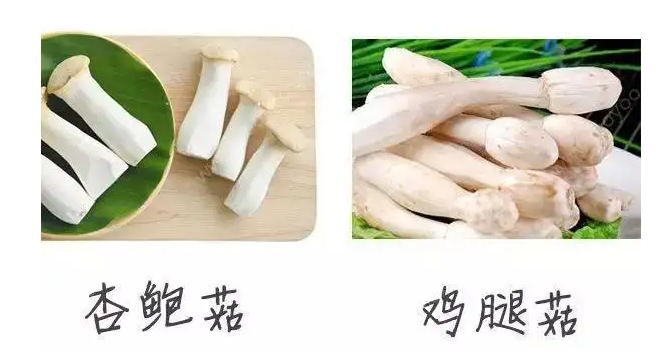 雞腿菇和杏鮑菇的區(qū)別 雞腿菇如何保存