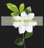 <strong>今日梔子花的價(jià)格一般多少錢一棵</strong>