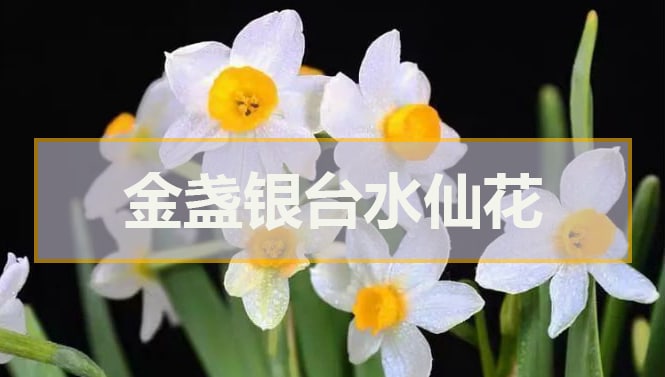 金盞銀臺水仙花