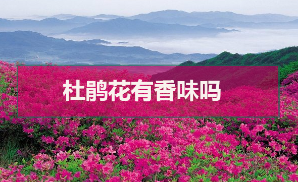 杜鵑花有香味嗎