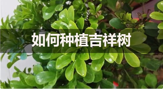 如何種植吉祥樹