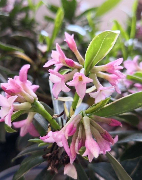 瑞香花開了 幾個小技巧 開花更持久 滿室生香