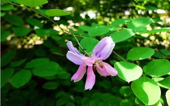 花木蘭？花木藍？有什么區別