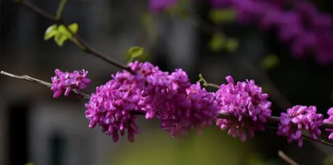 紫荊的花不是紫荊，那它是什么！