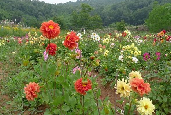 大麗花露地栽植方法 