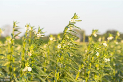 <strong>芝麻為什么合理密植能夠高產</strong>