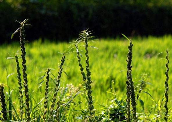 芝麻為什么合理密植能夠高產(chǎn)