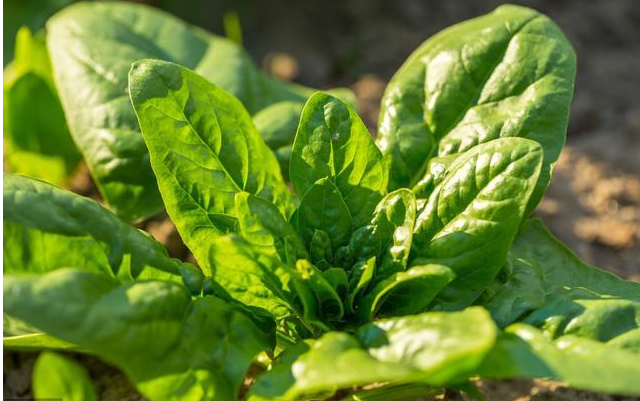 秋季種植菠菜如何植產量高（管理）