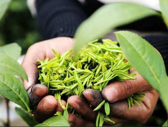 茶分幾大類都是什么茶-茶的分類