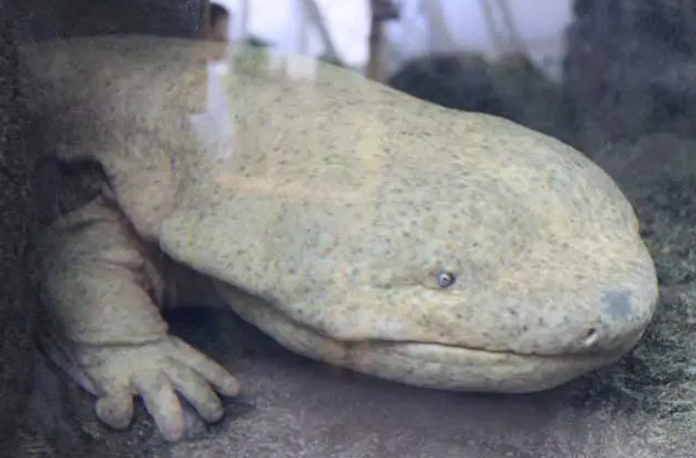 家里怎么養殖娃娃魚——養殖方法