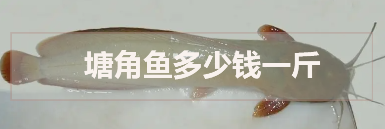 塘角魚多少錢一斤