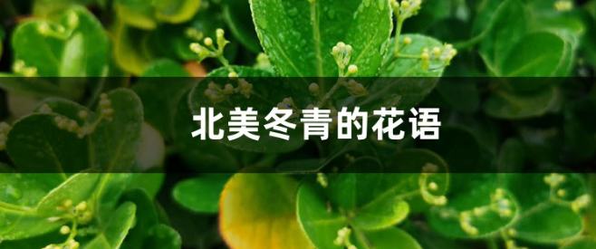 北美冬青的花語和寓意—適合送給什么人