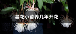 <strong>曇花小苗養(yǎng)幾年開花！小苗需要曬太陽嗎</strong>