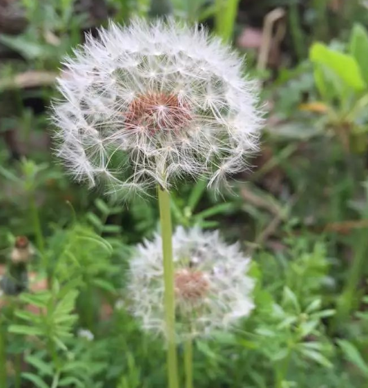 盤點十種既悲傷又虐心的花語的花