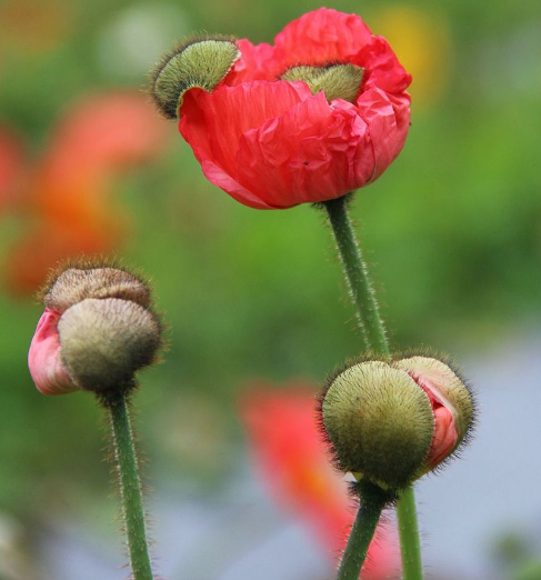 盤點十種既悲傷又虐心的花語的花