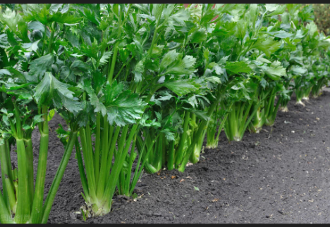 芹菜怎么種？芹菜什么時候種植好