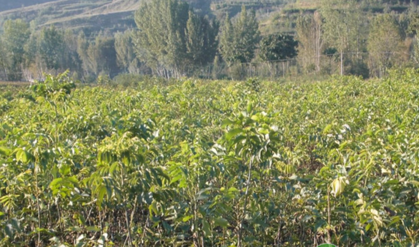 碧根果種子怎么發芽？