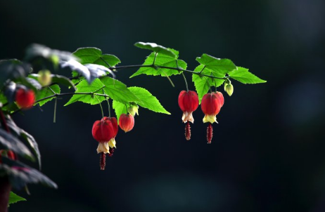 爆盆的風鈴花怎么養(yǎng)出來？學(xué)會這些技巧不是難事