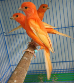 <strong>芙蓉鳥是什么鳥？用什么飼料喂養最好？</strong>