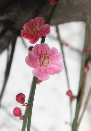 這十種代表著不同精神品質(zhì)的花，適合什么人？