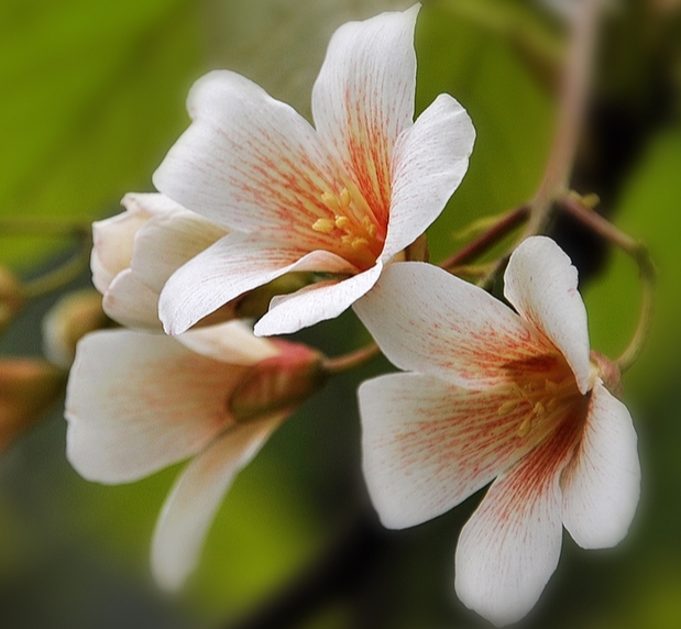 油桐花的花語(yǔ)和寓意是什么？