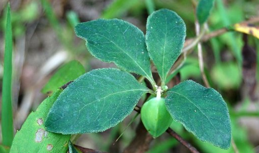 四葉參”的植物學特點