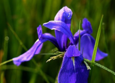 <strong>鳶尾花的繁殖方法及注意事項(xiàng)</strong>