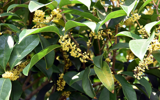 黃金桂花樹種植技術分享