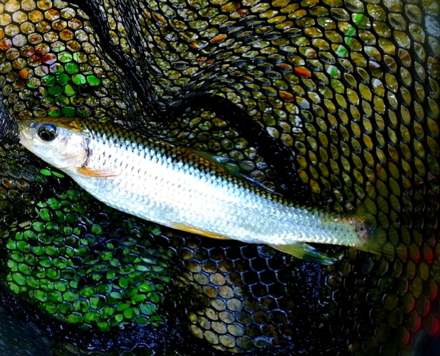 中國最貴的淡水魚-泰山赤鱗魚