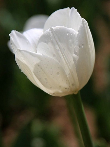 郁金香適合送什么人？郁金香花語(yǔ)告訴您