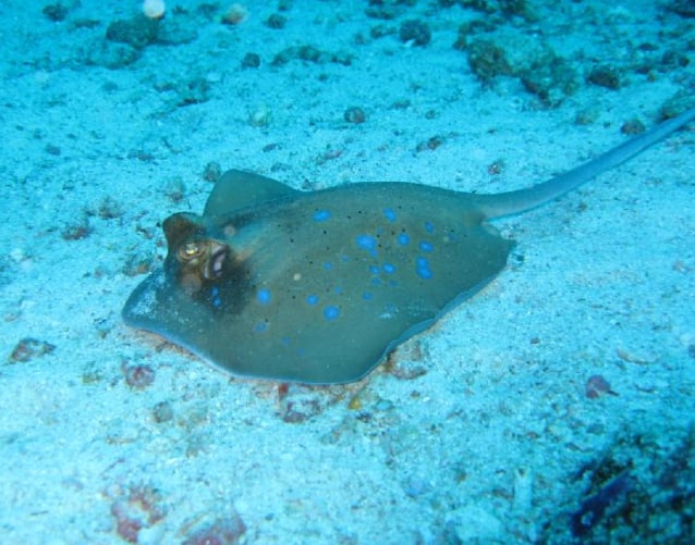 蝙蝠魚(yú)科海水魚(yú)如何飼養(yǎng)？